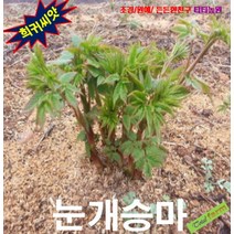 (희귀씨앗) 삼나물 눈개승마 50립, 상세페이지 참조