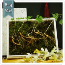명품 산양삼 8-9년근 5뿌리