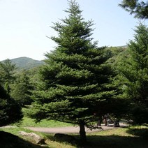 구상나무 수고150cm (조경/산림수용) 나무 D404, 1개