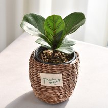 실내공기정화식물 율마 아레카야자 스킨답서스 산세베리아 테이블야자 유칼립투스 이레카야자 페페 스투키 몬스테라, (식물만), 12.떡갈고무나무