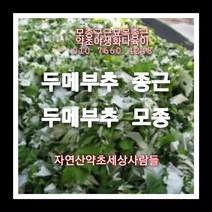 두메부추종근 30주 두메부추모종 두메부추씨앗재배, 1개