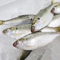 [프레쉬푸드] 국내산 자연산 구이용 전어 4kg, 상세페이지 참조
