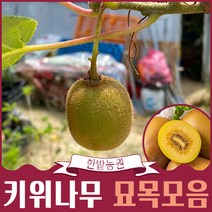 키위나무 묘목 2년생 4년생 분묘 골드키위 제니키위 레드키위 자가수정 다래나무 유실수 과실수 원예 가든, 캔스레드 3년생 망포트