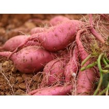 진품인증 받은 해남 햇 밤고구마 꿀고구마, 한입 3kg (20-50g), 1개