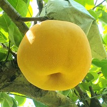 [진리마켓 정품]나주 신고배 황금배 꿀배 햇배 먹골배 안성배 하동배 못난이배 화산배 천안 성환배 서생배 상주배 신화배 원황배 3kg 5kg 10kg 15kg 특대 특과, 가정용 5kg 10-12과