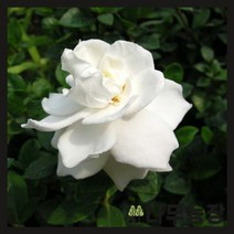 (나무농장) 꽃치자 5치 포트, 1개