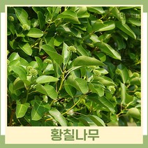 황칠나무 묘목 키1m 1개