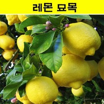레몬나무 묘목 3년생 JJ05, 1개