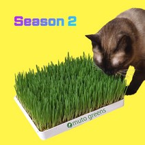 [고양이수경캣그라스] 캣그라스 수경재배 키트 + 귀리 밀 보리 씨앗 + 재배노트 포함, 흰색