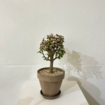 사랑목 은행목 행운목 _꽃말 예쁜 식물_키우기쉬운식물추천_다육식물_독일토분, 5000