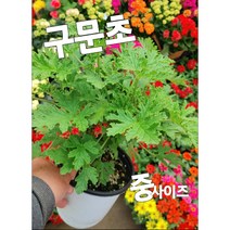 구문초-중-모기가 싫어하는 식물 로즈제라늄 구문초