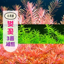 [수초몰] 벚꽃 3종 수초세트 총 20촉 / 초보 수초 구피 어항 물고기 금붕어 열대어, 하라6+로타라그린8+홍콩6