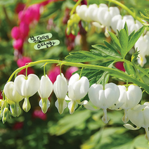 흰 금낭화 [1포트](복남이네 야생화 모종 며늘취 dicentra) 알바 화이트, 1개