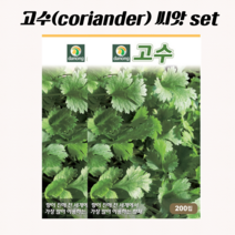 고수 씨앗 200립 SET coriander seed 향신채 채소, 2봉