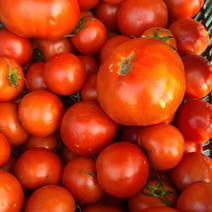 강원도 완숙 토마토 찰토마토 못난이, 토마토 소과 10kg 정품, 1개