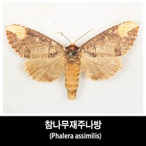 참나무재주나방표본-Phalera assimilis