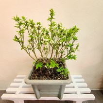 블루베리나무 블루베리식물 노지월동 과실수 반려식물36, 1개