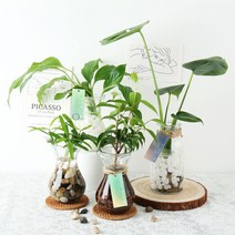 갑조네 세척식물 수경재배 DIY 세트 실내공기정화식물 천연가습기 몬스테라 개운죽 테이블야자 스파티필름, 11.몬스테라, 유리병+하이드로볼+수경키트