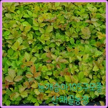 e쉬운새싹채소 모종이야기 눈개승마 모종 / 삼나물모종 105구모종판/ 2022년산 발송중