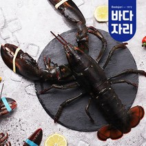 살아서 도착하는 활랍스타 1마리 0.5kg~1kg, 중(600g) 1마리, 상세설명 참조