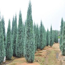 블루엔젤(Blue-Angel), 03. 블루엔젤- 10cm