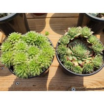 바위솔셋트