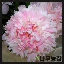 (나무농장) 개량작약 알러티 3-5분열