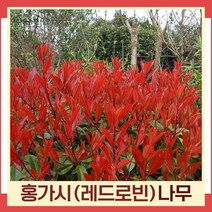 홍가시나무 묘목 레드로빈 키1m(분) 5개