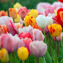 [큐가든] 튤립 구근 유럽직수입 싱글 튤립 원예종 특선 추식 봄꽃, A-46. 렘스 센세이션 5구