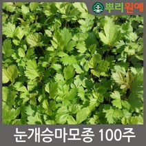 뿌리원예 눈개승마 모종 100구 1판