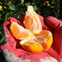 제주직송 새콤달콤 극조생 감귤 5kg/10kg 로얄과/소과/중대과/잼쥬스용/신선/무료배송, 잼쥬스용(혼합과) 10KG