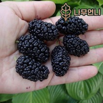 오디나무 왕오디 오디 나무언니, 왕오디 접목1년 특묘(2개묶음)