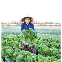 괴산 고랭지 절임배추 20kg 날짜지정, 01월 13일 (금)