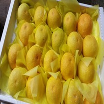 제주도 황금향 추석 명절 선물용 귤 감귤, 3Kg, ★선물용★ (대과), 하우스감귤