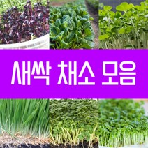 새싹채소 씨앗 새싹겨자씨 30g 어린잎 베이비 야채 키우기 모음 겨자 경수채 다채 레드콜라비 보리 브로콜리 삼색무순 새론무 순무 알팔파 유채 적양배추 청경채 케일 씨 종자 파종, 2.새싹경수채씨 30g