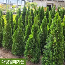 에메랄드그린 H1.0 H1.2 흙분 싸이프러스 측백나무 울타리용, 02. H1.2 흙분