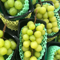 충북 영동 고당도 샤인머스켓 망고포도 2kg (5송이내외)