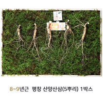 동인발효삼 산양삼 산양산삼 산삼 자연산산삼 평창산양삼 잎 뿌리 씨앗 장뇌삼 산삼어람 정품인증 이력제 8~9년근 5뿌리, 1