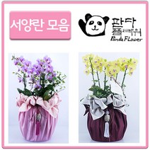 PFA010 은혼식 부모님 어버이날 서 양난 키우기 선물, 선물용 서양란, 3.화이트+OK36M