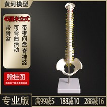 인체 척추 모형 1대1 성인 척추뼈 모형 경추 요추 인간의 뼈 모델 골격, 45cm A + 1개