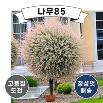 (나무85) 플라밍고샐릭스 화이트핑크샐릭스, 무늬버들(플라밍고샐릭스) R2cm 스탠다드형