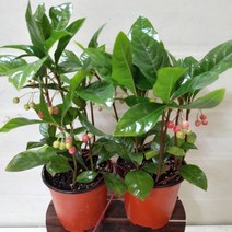 [성심] 천양금-소 (1+1 행사)5700