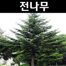 전나무 묘목 실생3년 뿌리묘 5개/정원/공원/조경수