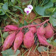 해남 달망 밤고구마, 한입, 5kg