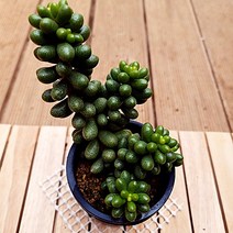 녹귀란 다육이 키우기쉬운 중품 희귀다육 정원150, 단품