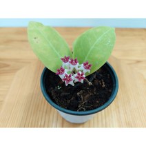 호야 패트리샤(소품) 행잉플랜트 키우기쉬운식물, 볼팟+행잉철사 65cm