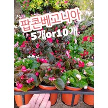 팝콘베고니아 5개 10개/팡팡 터지는 모습을 보니 왜 팝콘 베고니아 이름이 붙었나