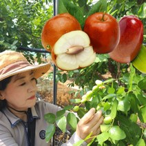 보은 생 햇 대추 사과대추 1kg, 1개, 생 햇 보은 대추 1kg 30mm