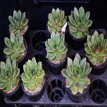 샴페인 다육이 식물 화분