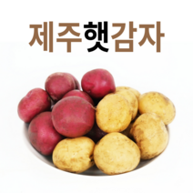 무농약 햇 제주 감자 탐나 홍지슬 카스테라 홍감자 3kg 5kg 10kg 혼합사이즈, 홍지슬감자, 1개